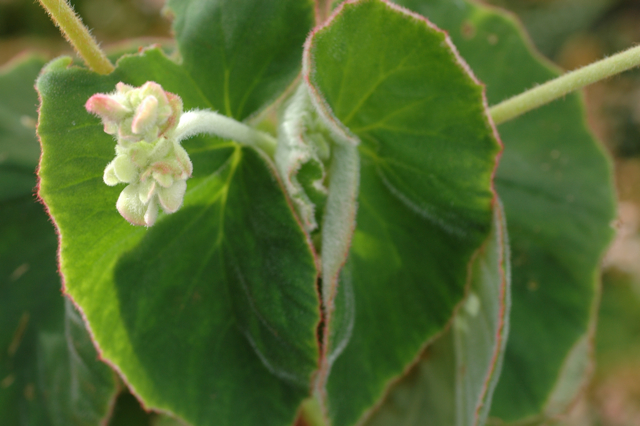 B. tomentosa var. tomentosa